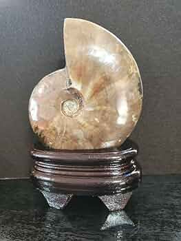 ファイヤー アンモナイト 化石 台座付き 61tih+afEhL._UF350,350_QL50_.jpg